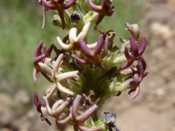 Manulea crassifolia subsp. thodeana flowers